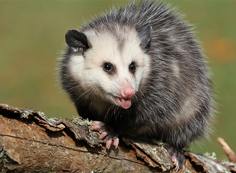 Preventing Opossums from Returning: Tips for Securing Your Property