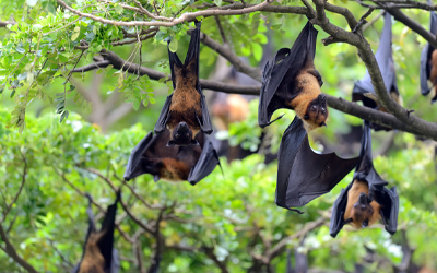 Why Bats and Birds Are Attracted to Your Home 