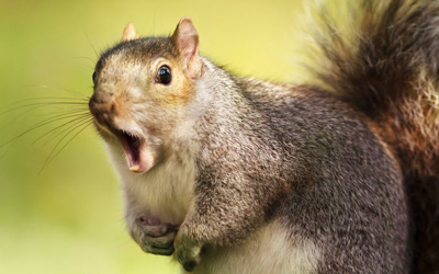 How to Squirrel-Proof Your Home: Preventative Measures to Keep Squirrels Out