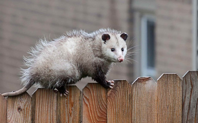 How to Tell if an Opossum Is Dead or Playing Dead