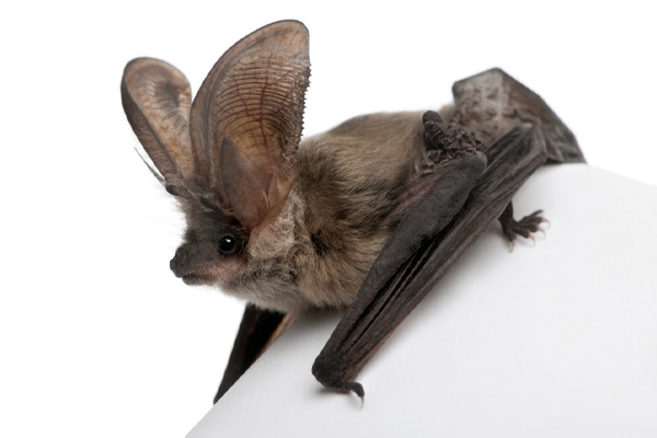 What to Do If You Discover a Bat or Birds Nest in Your Hamilton Home