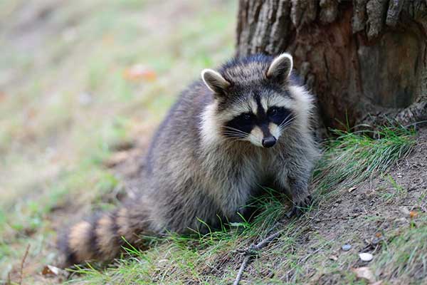 Raccoon Removal Myths: What You Need to Know Before Taking Action