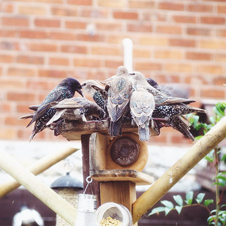 Dealing with Nuisance Birds in Hamilton: Protecting Your Property from Damage